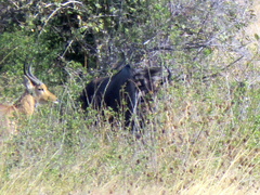 Connochaetes taurinus taurinus