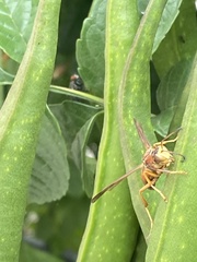 Polistes rubiginosus