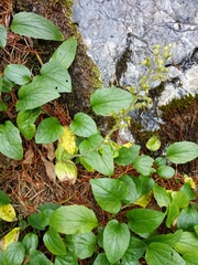 Neottia ovata