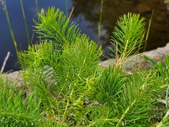 Euphorbia cyparissias