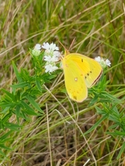 Colias eurytheme