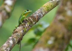 Bronchocela cristatella