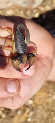 Opistophthalmus