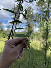 Helianthus schweinitzii