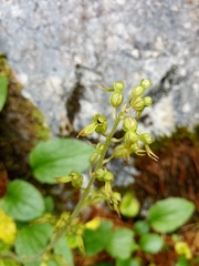 Neottia ovata