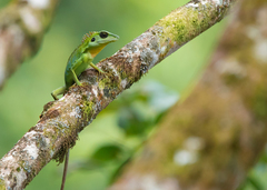 Bronchocela cristatella