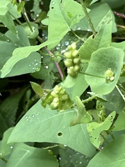 Persicaria perfoliata