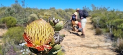 Protea glabra