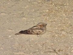 Caprimulgus ruficollis