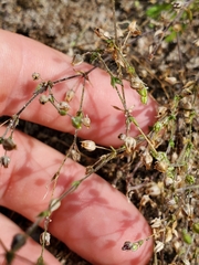 Arenaria serpyllifolia