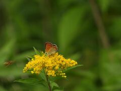 Lycaena tityrus