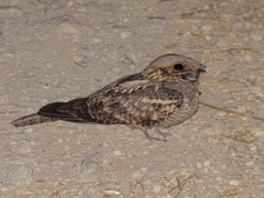 Caprimulgus ruficollis