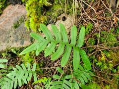 Polypodium virginianum