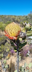 Protea glabra