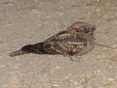 Caprimulgus ruficollis