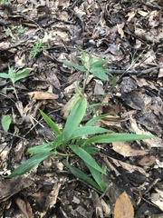 Dichanthelium commutatum