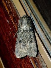 Agrotis