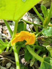 Cucurbita pepo