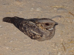 Caprimulgus ruficollis