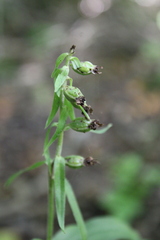 Epipactis helleborine