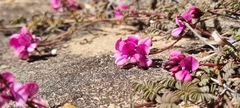 Indigofera humifusoides