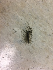 Scutigera coleoptrata