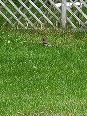 Colaptes auratus