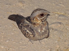 Caprimulgus ruficollis