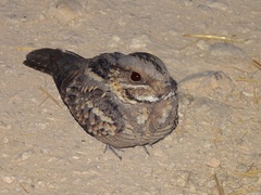 Caprimulgus ruficollis