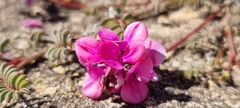 Indigofera humifusoides