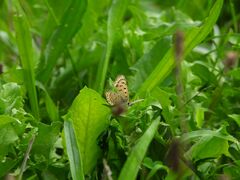 Lycaena tityrus