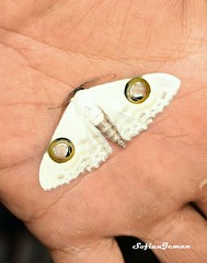 Problepsis plenorbis