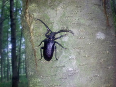 Prionus coriarius