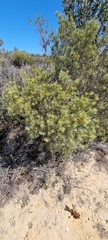 Leucadendron