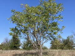 Zanthoxylum clava-herculis