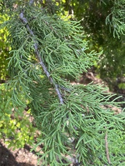 Juniperus ashei