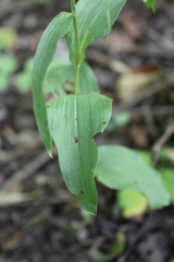 Epipactis helleborine