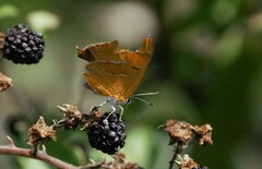 Thecla betulae