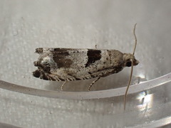 Epinotia ramella