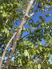 Zanthoxylum clava-herculis