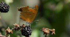 Thecla betulae