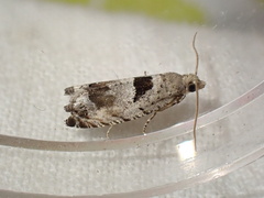Epinotia ramella