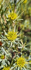 Leucadendron