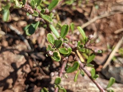 Ceanothus pumilus
