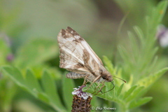 Heliopetes laviana