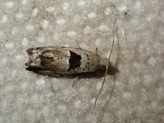 Epinotia ramella