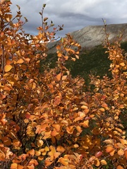 Betula glandulosa