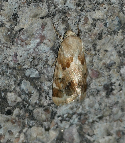 Schinia walsinghami photo 4