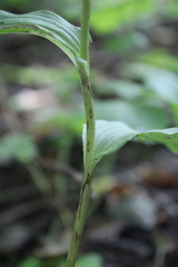 Epipactis helleborine