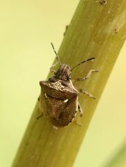 Eysarcoris aeneus